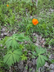 Trollius asiaticus