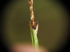 Eleocharis philippinensis