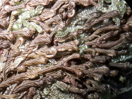 Plagiochila circinalis