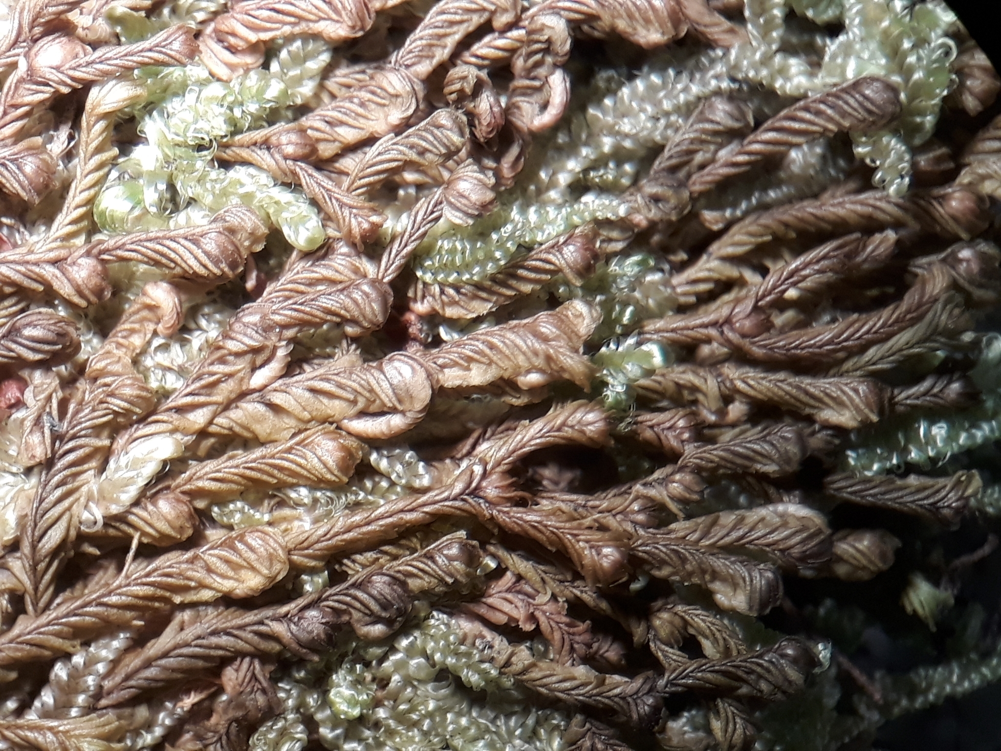 Plagiochila circinalis