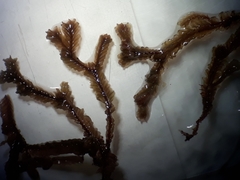 Plagiochila circinalis
