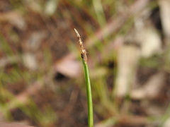 Eleocharis philippinensis