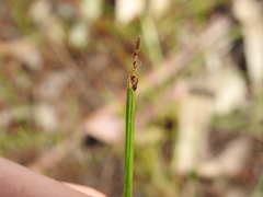 Eleocharis philippinensis
