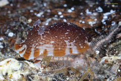 Aphelodoris lawsae