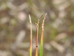 Eleocharis philippinensis