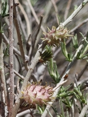 Rhopalomyia utahensis