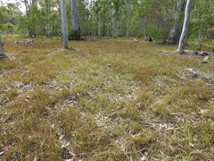 Eleocharis philippinensis