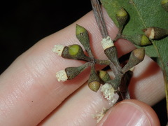 Eucalyptus eugenioides