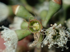 Eucalyptus eugenioides