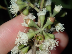 Eucalyptus eugenioides