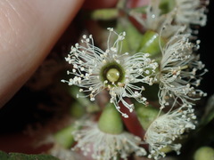 Eucalyptus eugenioides