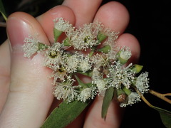 Eucalyptus eugenioides