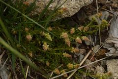 Reseda phyteuma