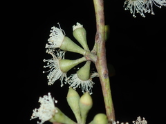 Eucalyptus eugenioides