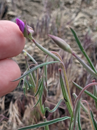 Mt. Lassen clarkia (Clarkia lassenensis)