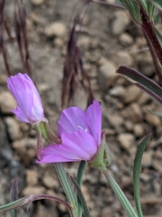 Clarkia lassenensis