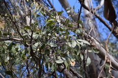 Eucalyptus moluccana