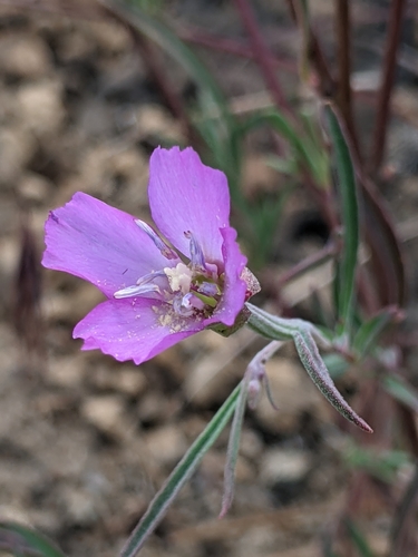 Image of Clarkia lassenensis by (c) Ken-ichi Ueda, some rights reserved (CC BY)