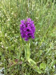 Dactylorhiza majalis