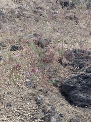 Clarkia lassenensis