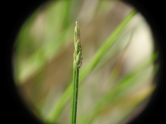 Eleocharis philippinensis
