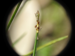 Eleocharis philippinensis