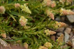 Reseda phyteuma