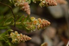 Reseda phyteuma