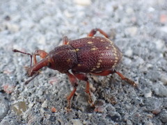 Hylobius transversovittatus