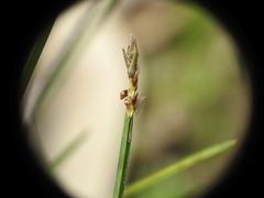Eleocharis philippinensis