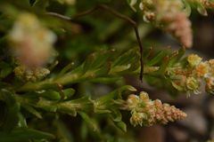 Reseda phyteuma
