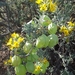 Bladderpod - Photo (c) Matthew Harvey, some rights reserved (CC BY-NC), uploaded by Matthew Harvey