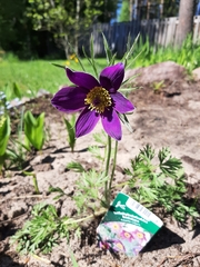 Pulsatilla vulgaris