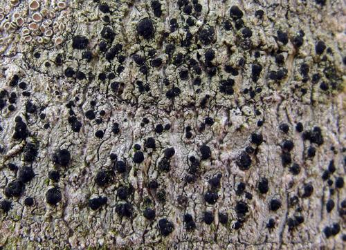 Buellia erubescens image