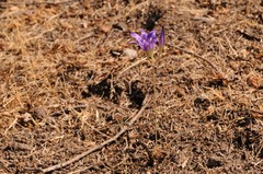 Brodiaea coronaria