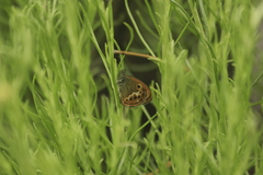 Coenonympha corinna