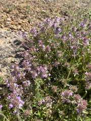 Thymus dimorphus