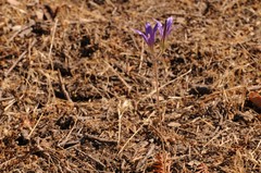 Brodiaea coronaria