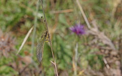 Libelloides ictericus