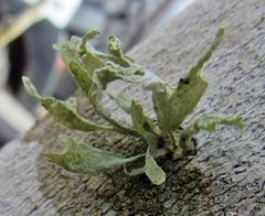 Ramalina complanata