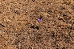 Brodiaea coronaria