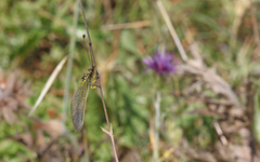 Libelloides ictericus