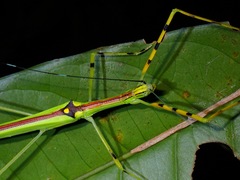 Anarchodes annulipes