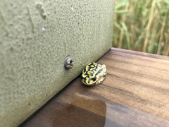 Hyperolius marmoratus taeniatus