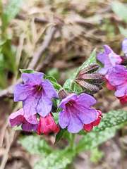 Pulmonaria officinalis