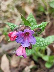 Pulmonaria officinalis