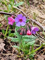 Pulmonaria officinalis