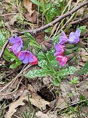 Pulmonaria officinalis