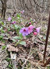 Pulmonaria officinalis