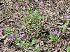 Pulmonaria officinalis
